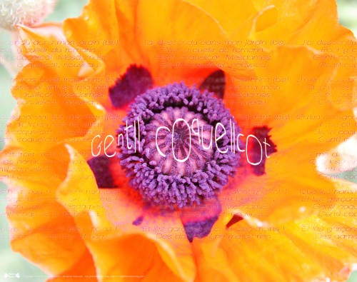 fond écran ipad coquelicot