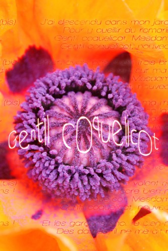 fond écran iphone4 - poppy