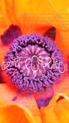 fond écran iphone5 - poppy