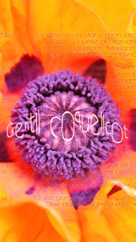 fond écran iphone6 poppy