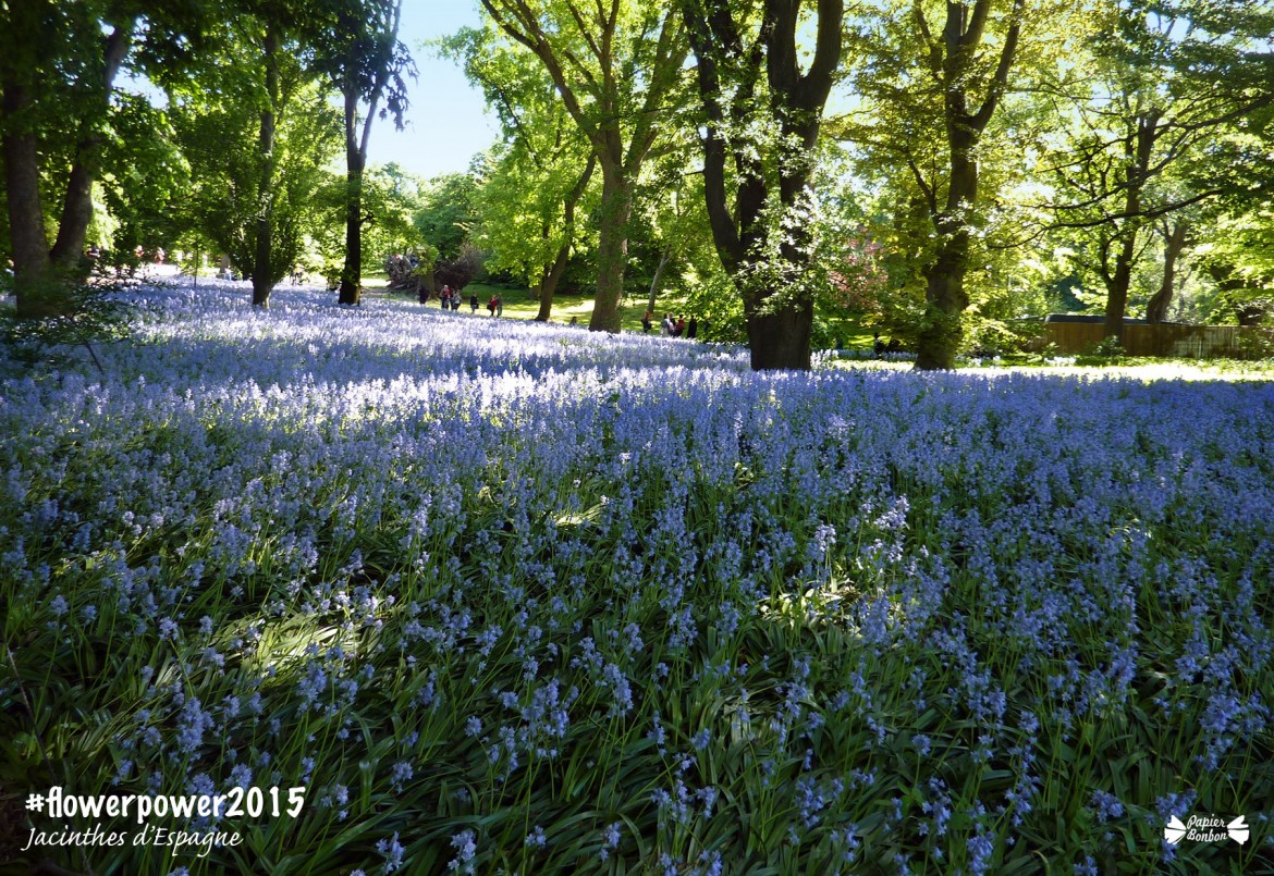Jacinthes d'espagne brooklyn botanic garden