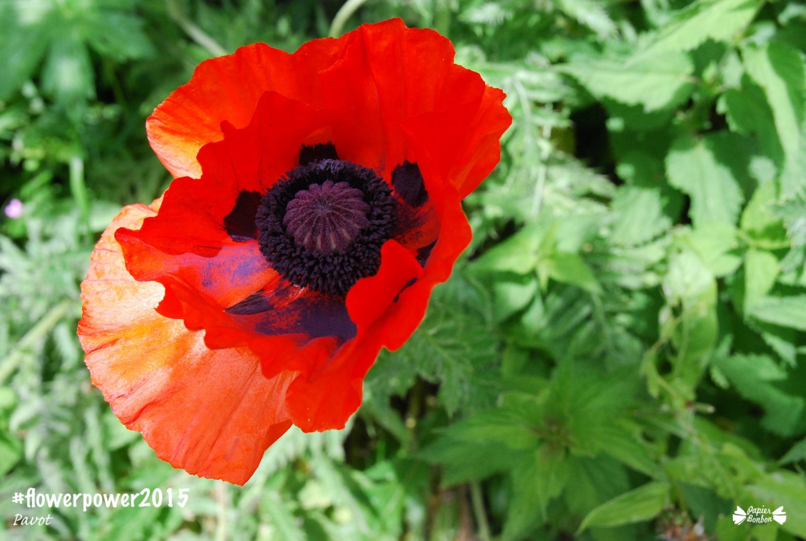 pavot-fleur