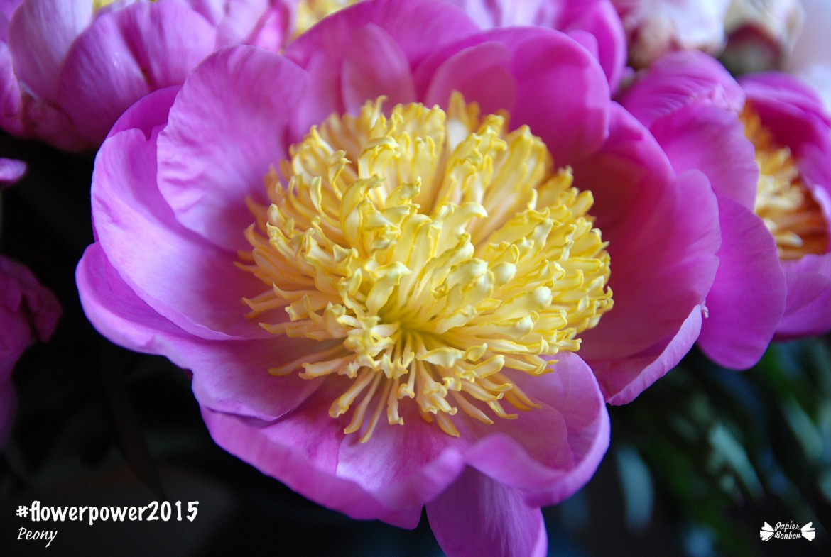 Peony