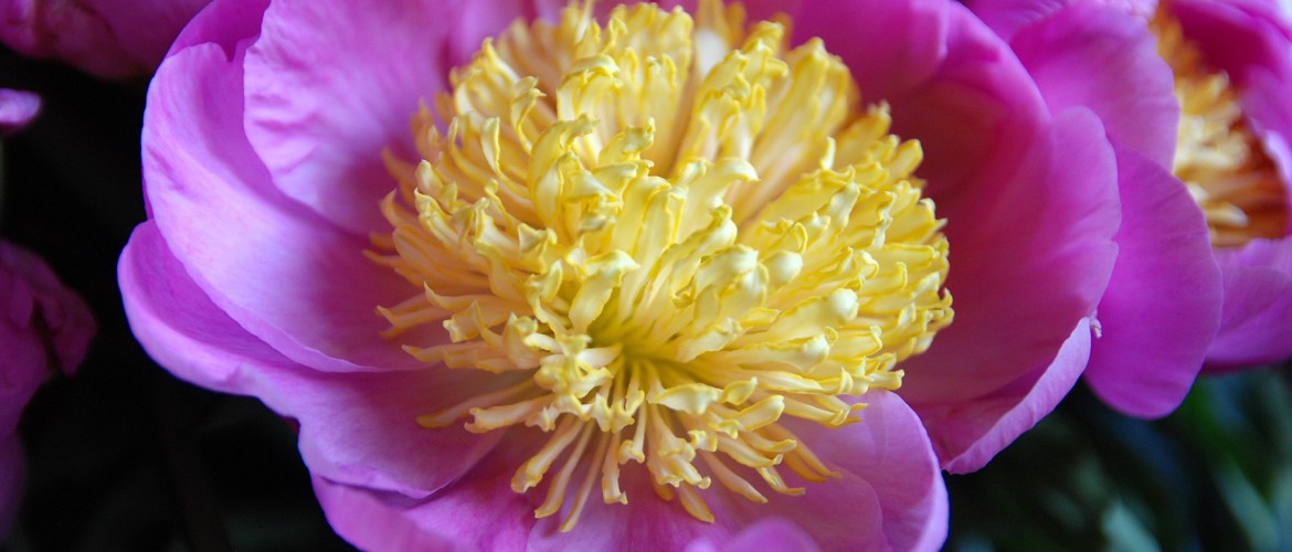 #flowerpower2015 pivoine