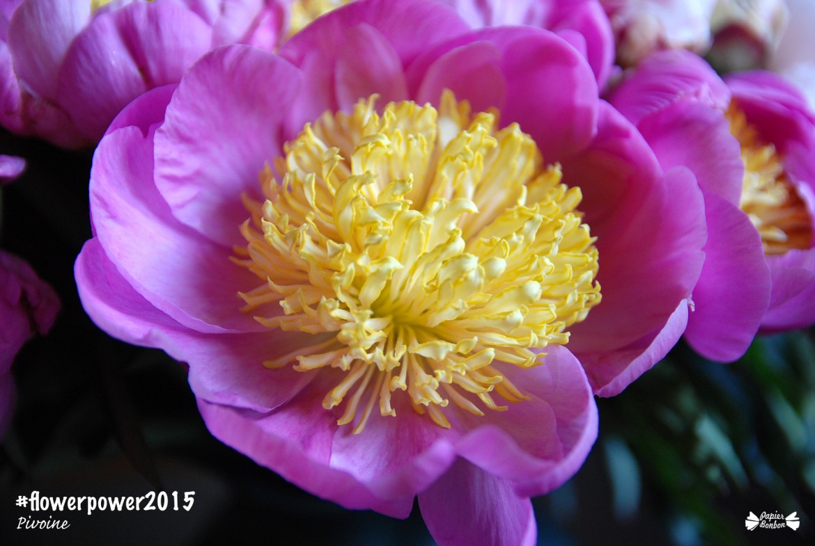 #flowerpower2015 pivoine