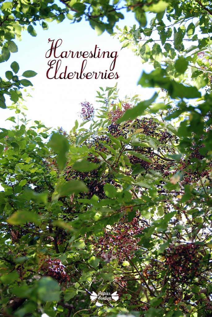 harvesting-elderberries2