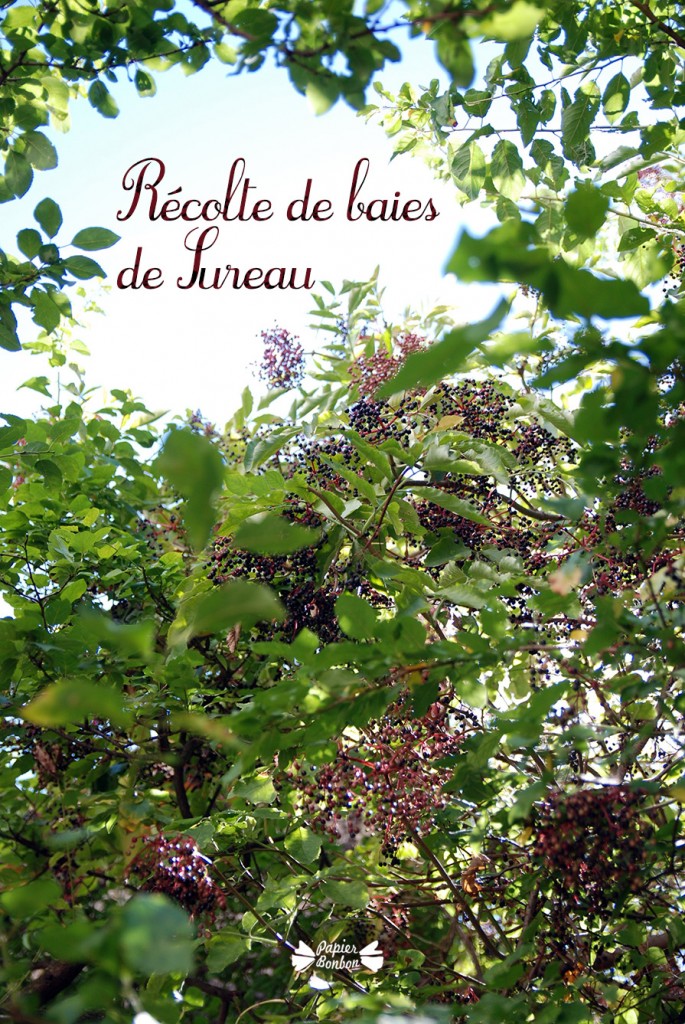 Récolte de baies de sureau et printable étiquettes