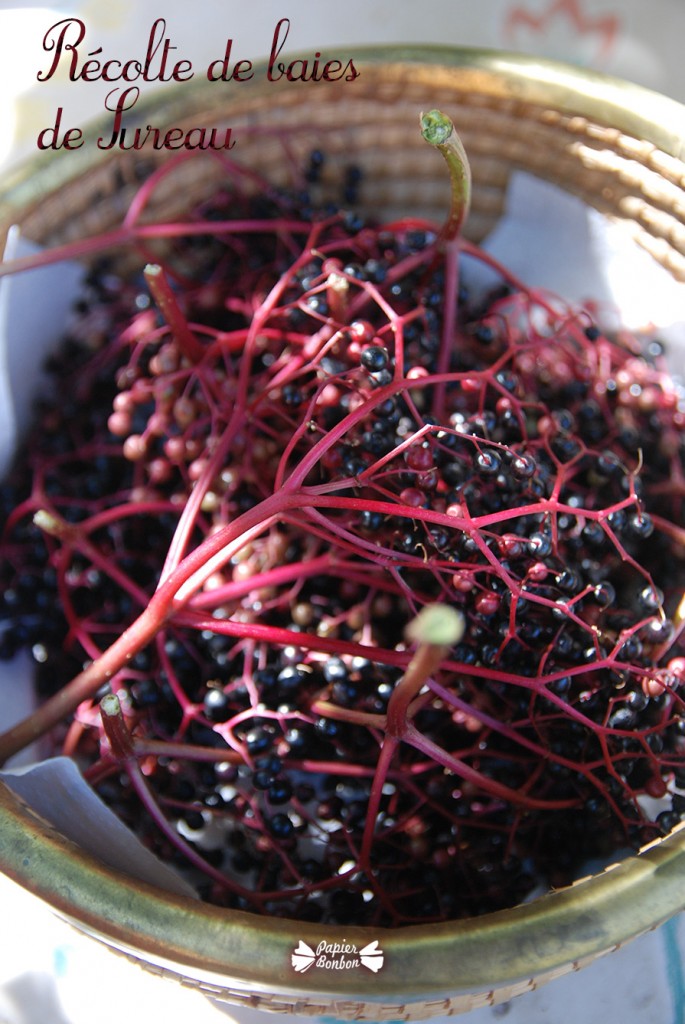 Récolte de baies de sureau et printable étiquettes