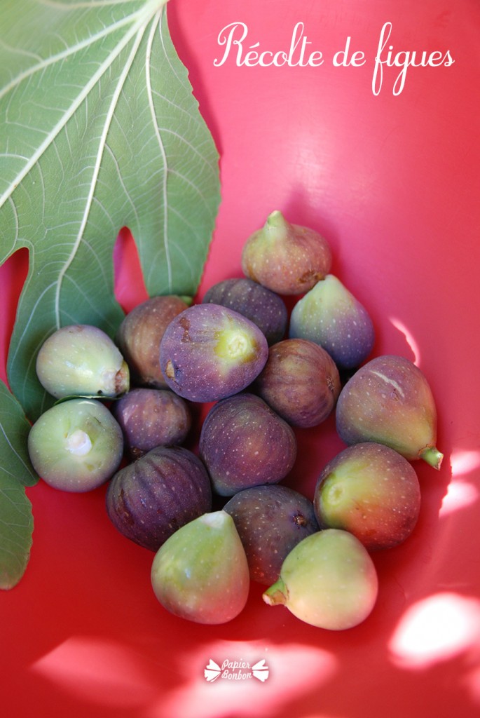 Récolte de figues et printable étiquettes