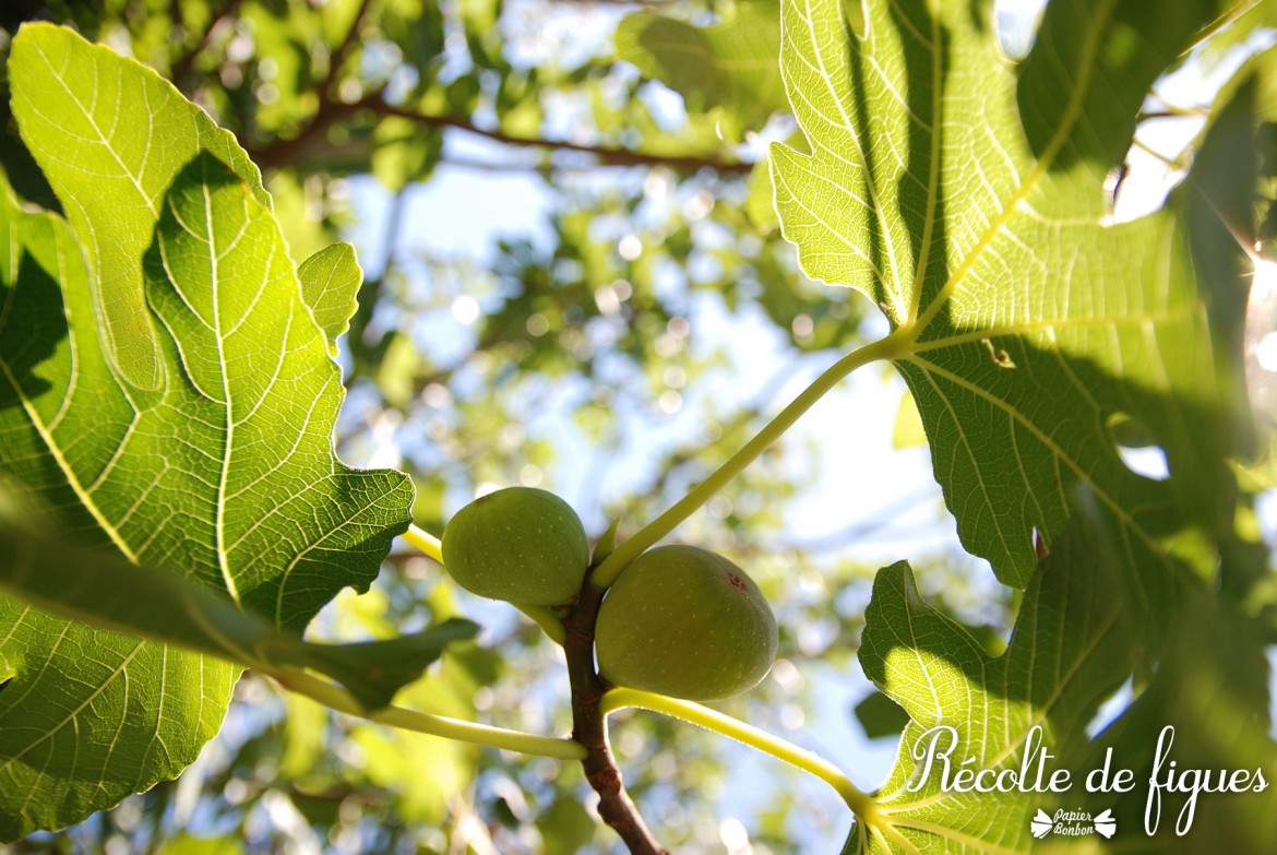 Récolte de figues et printable étiquettes