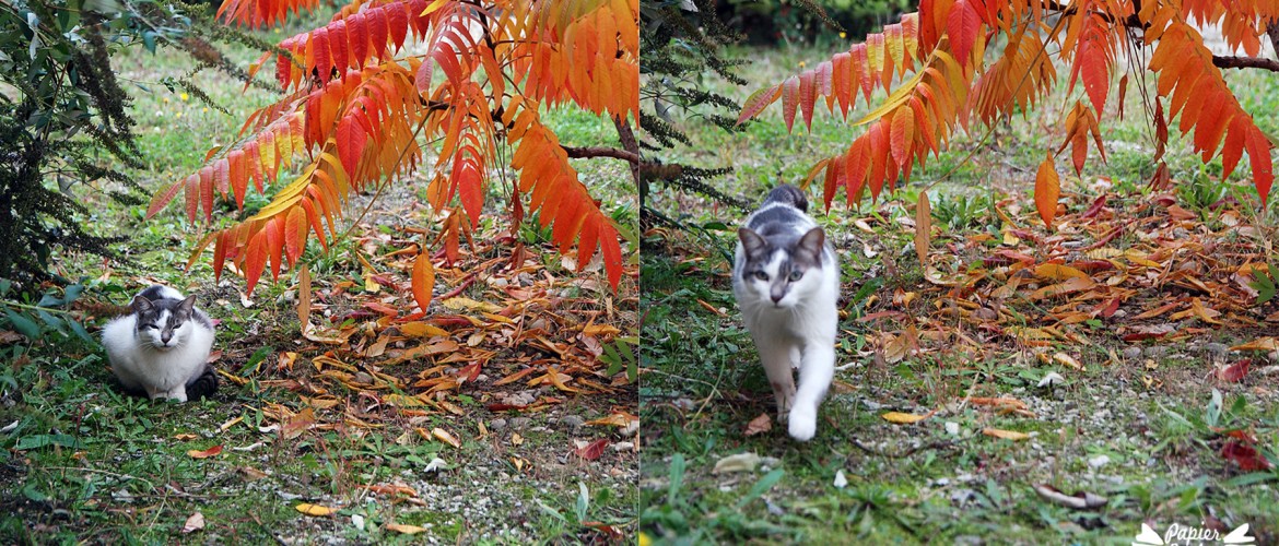 Nuancier de couleurs : chat au milieu des arbustes d'automne