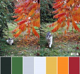 Nuancier de couleurs : chat au milieu des arbustes d'automne