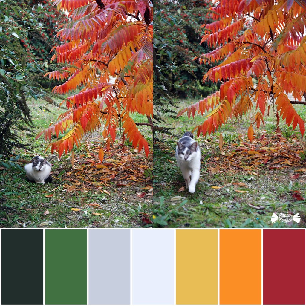 Palette tones: a cat in the leaves