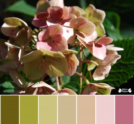 Nuancier de couleurs : hortensia automnal - vieux roses et verts passés