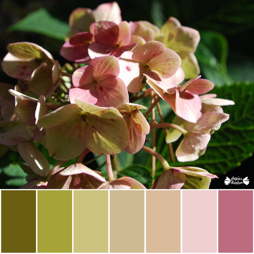Palette tones : hydrangea in Fall