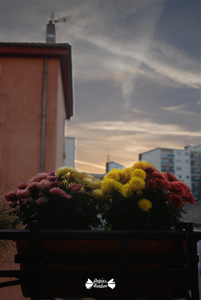 A new day begins over the chrysanthemums
