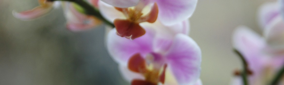Palette nuancier orchidée dans l'hiver