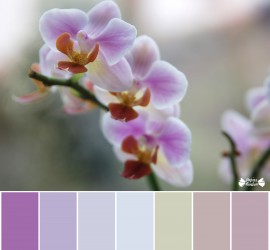 Palette nuancier orchidée dans l'hiver