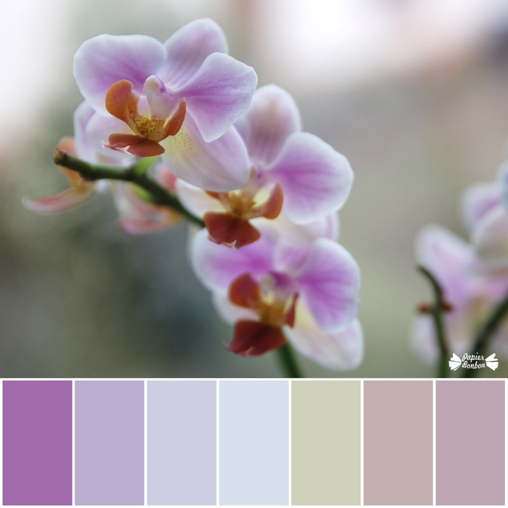 Orchid palette by a gloomy day