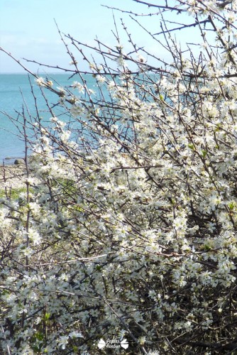 iphone4 Desktop wallpaper Brittany Beauty - Fond d'écran Beauté de Bretagne