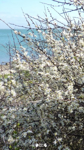 iphone5- Desktop wallpaper Brittany Beauty - Fond d'écran Beauté de Bretagne