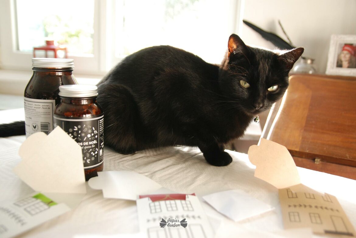 Le chat pendant le projet DIY calendrier de l'Avent